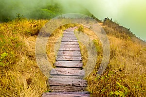 Mountain walkway covered by sea of mist at Kew Mae Pan Nature Trail within Doi Inthanon National Park photo